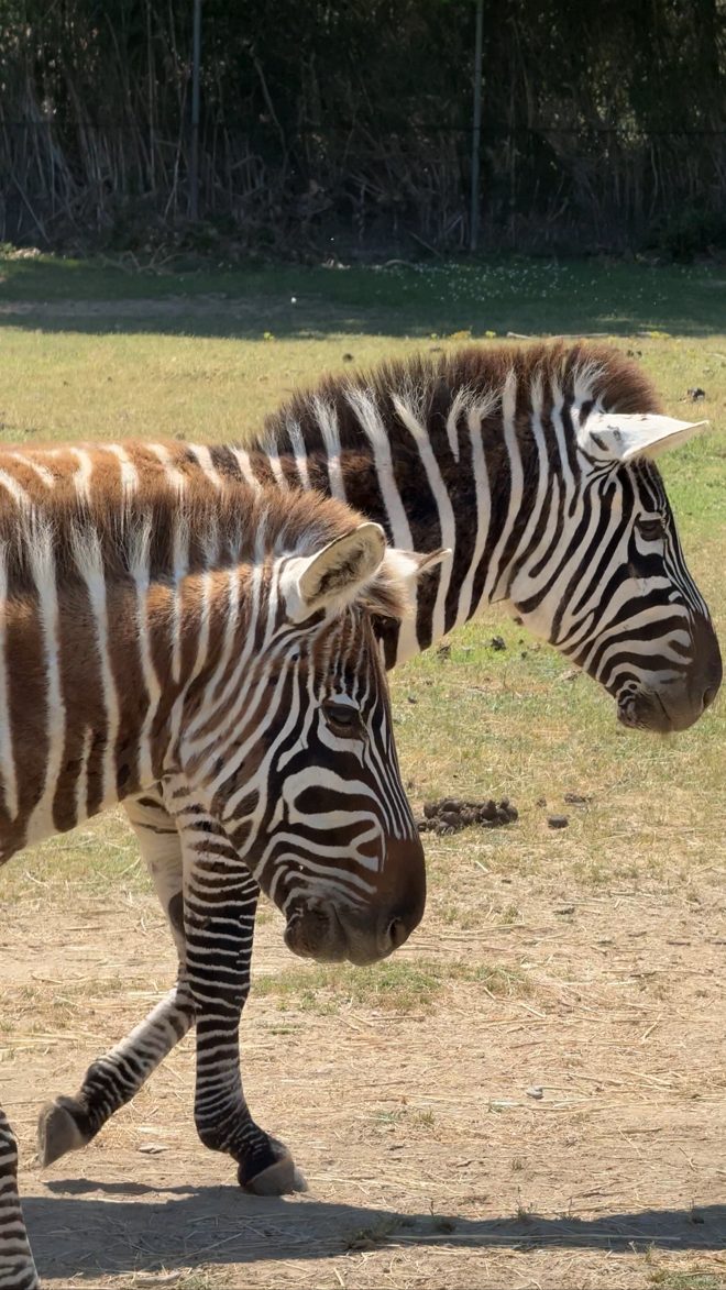 Cebras en la Réserve Africaine de Sigean